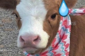 娱乐吃瓜酱布丁是只喵