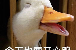 娱乐吃瓜鸭鸭鸭,鸭鸭鸭带你领略娱乐圈风云变幻